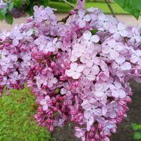 Сирень :: Сапсан 