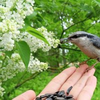 Поползень :: Сапсан 
