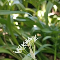 Звездчатое лето :: Pippa Звездчатое лето :: Pippa