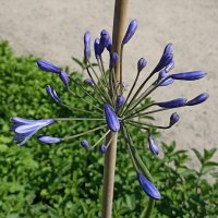 Звездчатое лето :: Pippa 