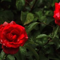 Гламурные розы :: Юрий Гайворонскiий Гламурные розы :: Юрий Гайворонскiий