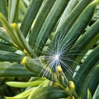 Мягкая посадка) :: Veera V