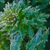 Мороз :: Aleksandra Chochaeva Мороз :: Aleksandra Chochaeva