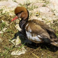 Красноносый нырок. :: Alexander Amromin