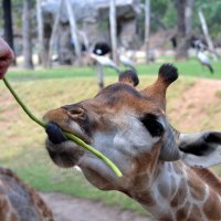 Жираф угощается :: ирина 