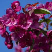 Яблони цвет :: Андрей + Ирина Степановы