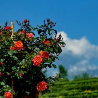 Какое небо голубое... :: Николай Саржанов