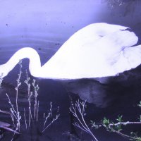 Лебедь на пруду :: Людмила Смородинская