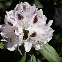 Рододендрон :: Татьяна Тюменка