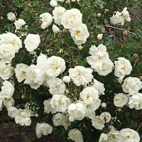 Белый шиповник :: Татьяна Тюменка Белый шиповник :: Татьяна Тюменка