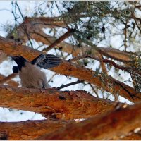 Молодо - зелено :: Сеня Белгородский
