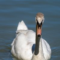 Лебедь :: Игорь Сикорский Лебедь :: Игорь Сикорский