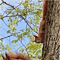 Белочки. :: Валерия Комова