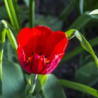 Тюльпан :: Валентин Семчишин Тюльпан :: Валентин Семчишин