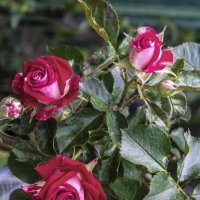 Розы в нашем палисаде Руби  Стар :: Валентин Семчишин