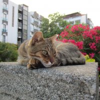 Мармарис  июнь  Турция :: Елена Шаламова