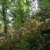 Рододендроновый лес :: Tata Wolf