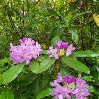 Рододендрон :: Tata Wolf