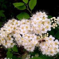 Цветущий май :: Елена Семигина