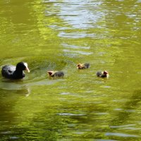 Лысуха с малышами :: Рита Симонова