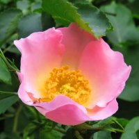 Нежный цветок шиповника :: Андрей Снегерёв Нежный цветок шиповника :: Андрей Снегерёв