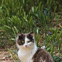 Да да :: Giant Tao /