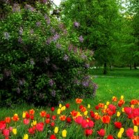 Уходит май, оставив дух сирени. :: Татьяна Помогалова Уходит май, оставив дух сирени. :: Татьяна Помогалова