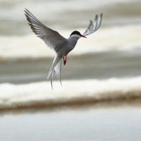 Как птица феникс :: Игорь Шабалин