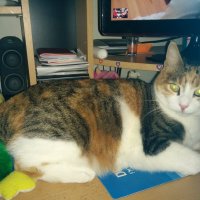 Любимое место Кэти. :: Светлана Хращевская