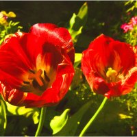 Майское утро :: Валентин Котляров