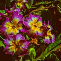 Дачные :: Валентин Котляров Дачные :: Валентин Котляров