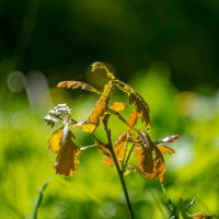 ___ :: Yuriy V ___ :: Yuriy V