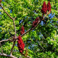 Сумах оленерогий :: Светлана SvetNika17 Сумах оленерогий :: Светлана SvetNika17