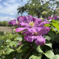 Клематис. :: Валентина .