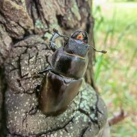 Жук-олень самка :: Игорь Сарапулов