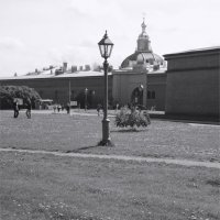 на лужайке с одуванчиками :: sv.kaschuk 