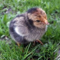 ** :: Зоя Мишина ** :: Зоя Мишина