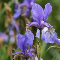 Завтра-Лето :: ZNatasha -