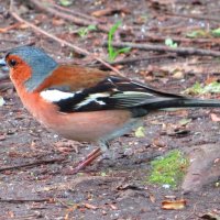 Зяблик :: Андрей Снегерёв