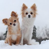 "Тоже собаки:))" :: Рудаков Сергей 