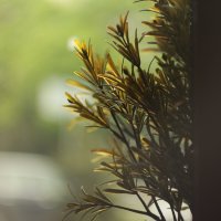 Ветка :: Максим Егоров