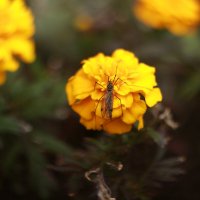 Цветок и насекомое :: Максим Егоров Цветок и насекомое :: Максим Егоров