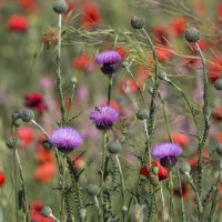 Ах, как же прекрасны эти цветочные поля.... :: Светлана Тихонина