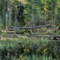 Про болото :: Владимир Колесников