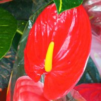 Антуриум. :: Argaman Табашник