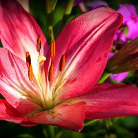 они на радость нам даны :: Олег Лукьянов