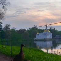 Утята :: Сапсан 