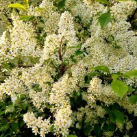 Цвела черёмуха. :: Лия ☼