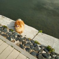 Из наших, из рыжих :-) :: Андрей Лукьянов Из наших, из рыжих :-) :: Андрей Лукьянов