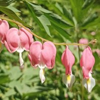 Солнечное лето :: Pippa 